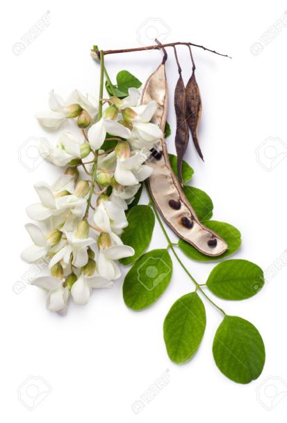 14562290-robinia-pseudoacacia-robinier-faux-acacia-robinier-faux-acacia-fleurs-des-feuilles-et-des-graines-su-banque-d27images